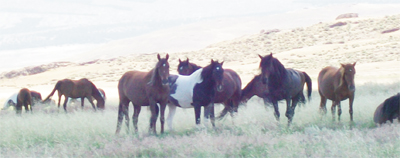 wild horse adoption courtesy photo USWHAP